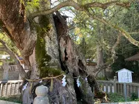 大山祇神社の写真・動画_image_395400
