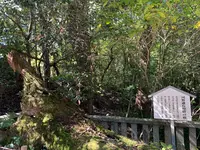 大山祇神社の写真・動画_image_395411