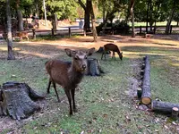 宮島包ヶ浦自然公園キャンプ場の写真・動画_image_395540