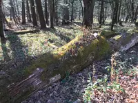 竜頭ノ滝の写真・動画_image_395904