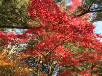 日光田母沢御用邸記念公園の写真・動画_image_396027
