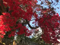 日光東照宮の写真・動画_image_396064