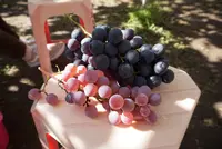 御坂農園グレープハウスの写真・動画_image_396281