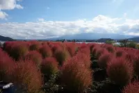 富士大石ハナテラスの写真・動画_image_396291