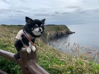 城ヶ島公園の写真・動画_image_397074