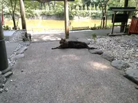 嵯峨野竹林の写真・動画_image_39727