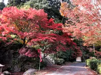 帯石観音の写真・動画_image_399501