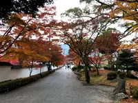 紅葉谷公園の写真・動画_image_399522