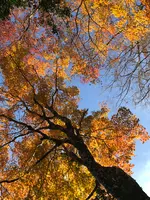 ポーラ美術館の写真・動画_image_399726