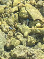 備瀬のフクギ並木の写真・動画_image_400519