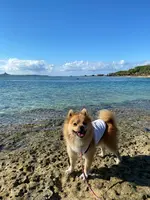 備瀬のフクギ並木の写真・動画_image_400520