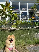 港川外人住宅街の写真・動画_image_400529