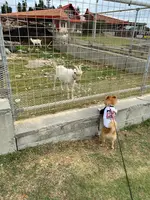 残波岬公園の写真・動画_image_401333