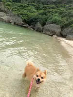 ウクの浜の写真・動画_image_401401