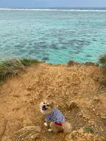 ザネー浜の写真・動画_image_401606