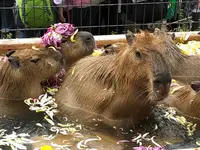 須坂市動物園の写真・動画_image_401615
