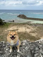 さんご畑の写真・動画_image_401629
