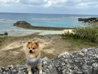 さんご畑の写真・動画_image_401630