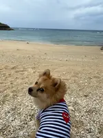 連道原貝塚の写真・動画_image_401631