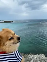 Gala青い海の写真・動画_image_401632