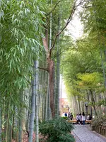 竹林の小径の写真・動画_image_401898