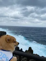 辺戸岬の写真・動画_image_402129
