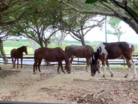 おきなわ乗馬倶楽部の写真・動画_image_402598