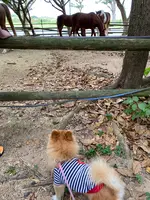 おきなわ乗馬倶楽部の写真・動画_image_402599