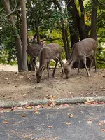 紅葉谷公園の写真・動画_image_402762