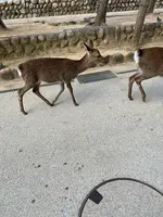紅葉谷公園の写真・動画_image_402763