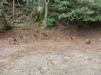 紅葉谷公園の写真・動画_image_402764