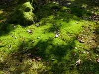 南禅寺の写真・動画_image_403209