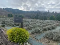 蒜山 ハーブガーデンの写真・動画_image_403581