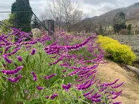 蒜山 ハーブガーデンの写真・動画_image_403583