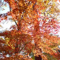 月の石もみじ公園の写真・動画_image_403798