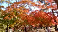 月の石もみじ公園の写真・動画_image_403801