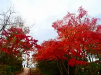 高尾山の写真・動画_image_405239