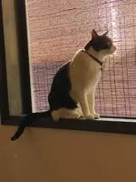 町家猫喫茶 うたねこ堂の写真・動画_image_407858