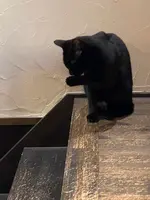 町家猫喫茶 うたねこ堂の写真・動画_image_407859