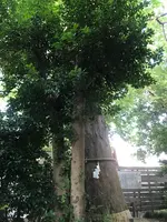 鎮守氷川神社の写真・動画_image_408712