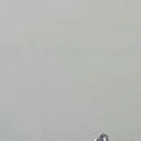 相島の写真・動画_image_409834