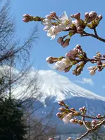 新倉山浅間公園の写真・動画_image_409839