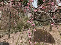 神苑 源氏物語花の庭の写真・動画_image_410858