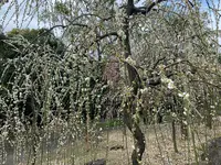 神苑 源氏物語花の庭の写真・動画_image_410859