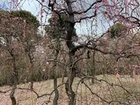神苑 源氏物語花の庭の写真・動画_image_410860