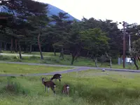 ホテルピコラナイえびの高原の写真・動画_image_411379