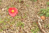 城山公園の写真・動画_image_411741