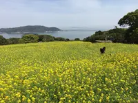 レストラン防人の写真・動画_image_412491