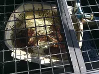 磯料理『山田屋』の写真・動画_image_412756