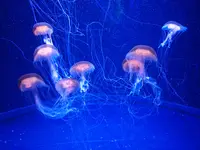 マリンワールド海の中道の写真・動画_image_413298